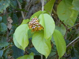 Image of Bignonia hyacinthina (Standl.) L. G. Lohmann