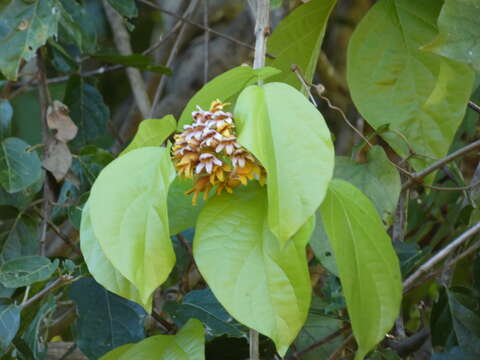 Imagem de Bignonia hyacinthina (Standl.) L. G. Lohmann