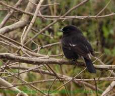 Image of Pied Bush Chat