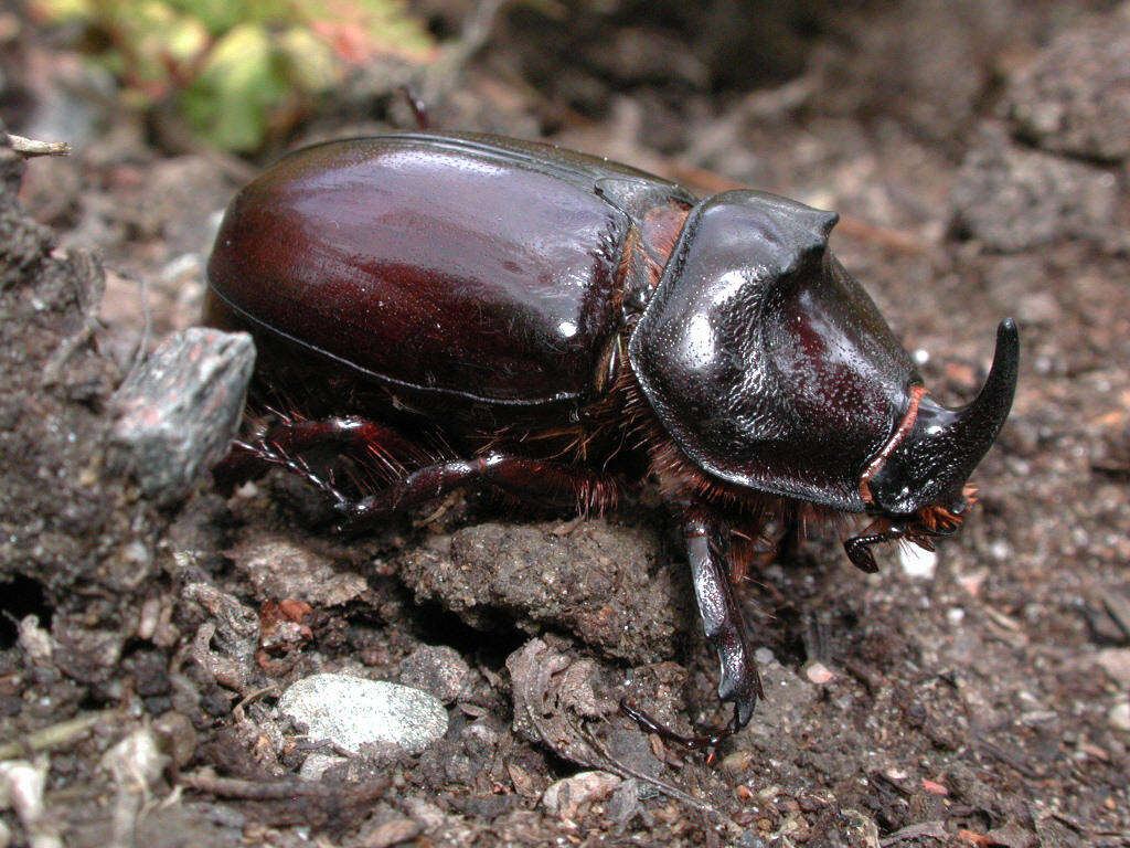 Image of European rhinoceros beetle