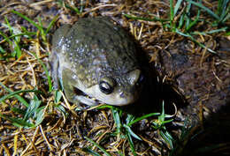 Image of Kaloula verrucosa Boulenger 1904