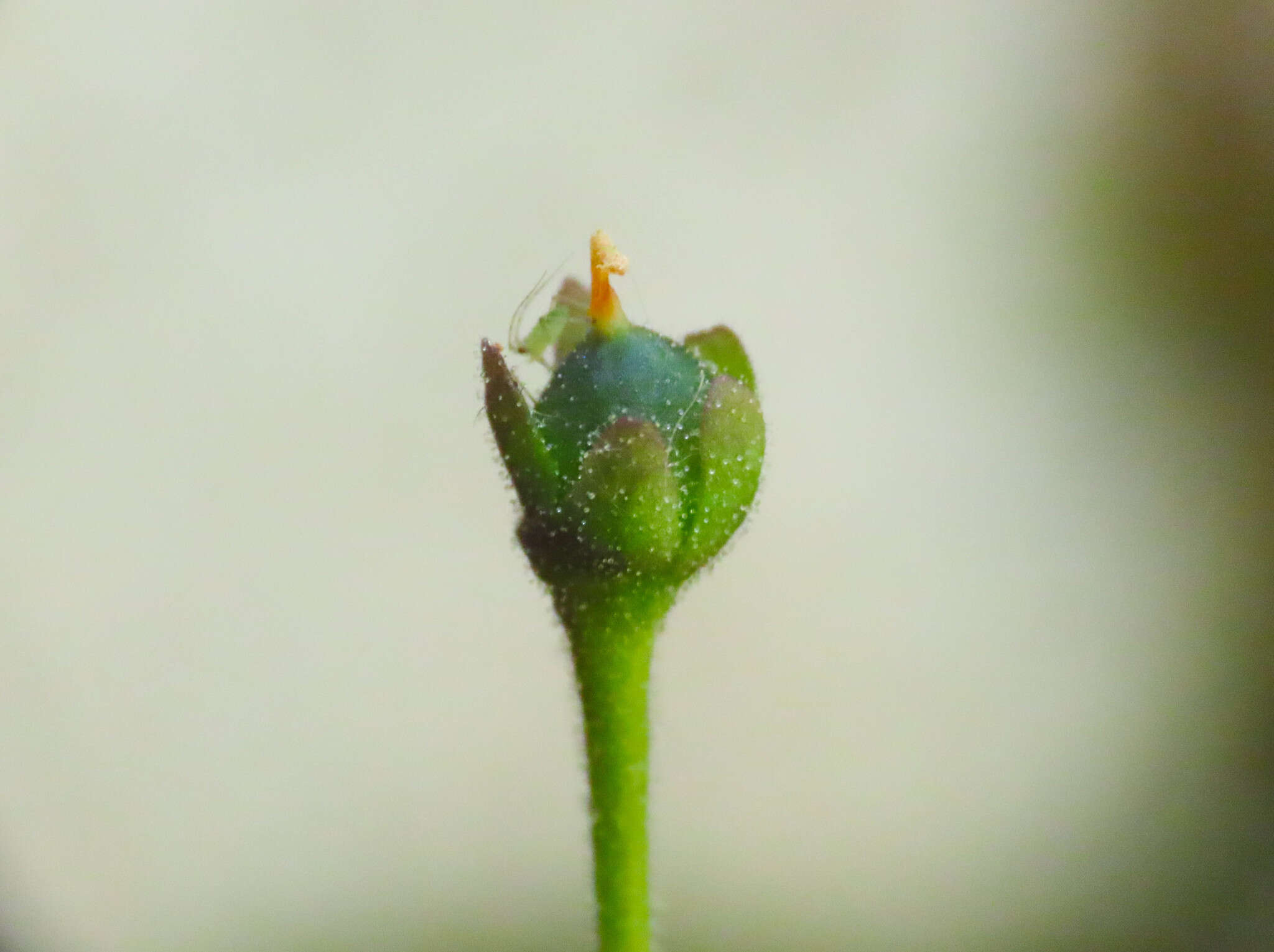 Image of Pinguicula vallis-regiae F. Conti & Peruzzi