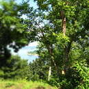 Sivun Betula dauurica kuva