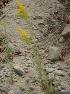 Image of Solidago chilensis Meyen