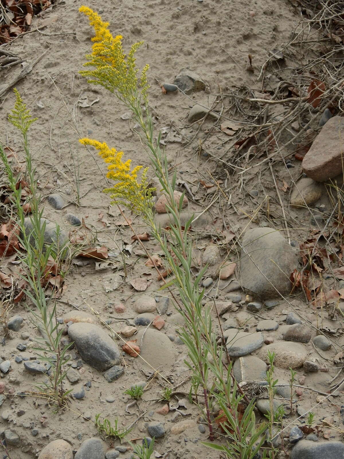 Image of Solidago chilensis Meyen