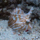 Image of Flower-coral Filefish