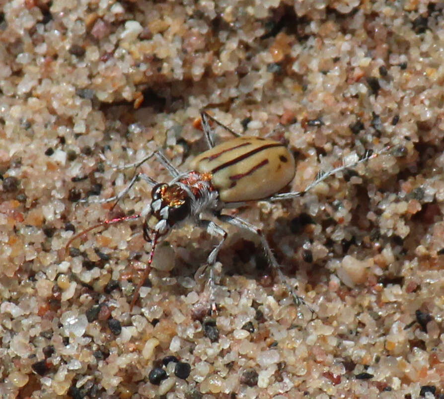 Слика од Lophyra (Eriolophyra) barbifrons (Boheman 1848)