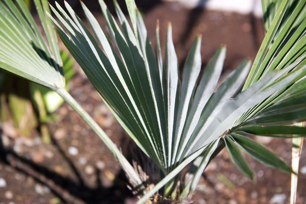 Trachycarpus princeps Gibbons, Spanner & San Y. Chen resmi