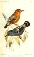 Image of Common Scale-backed Antbird