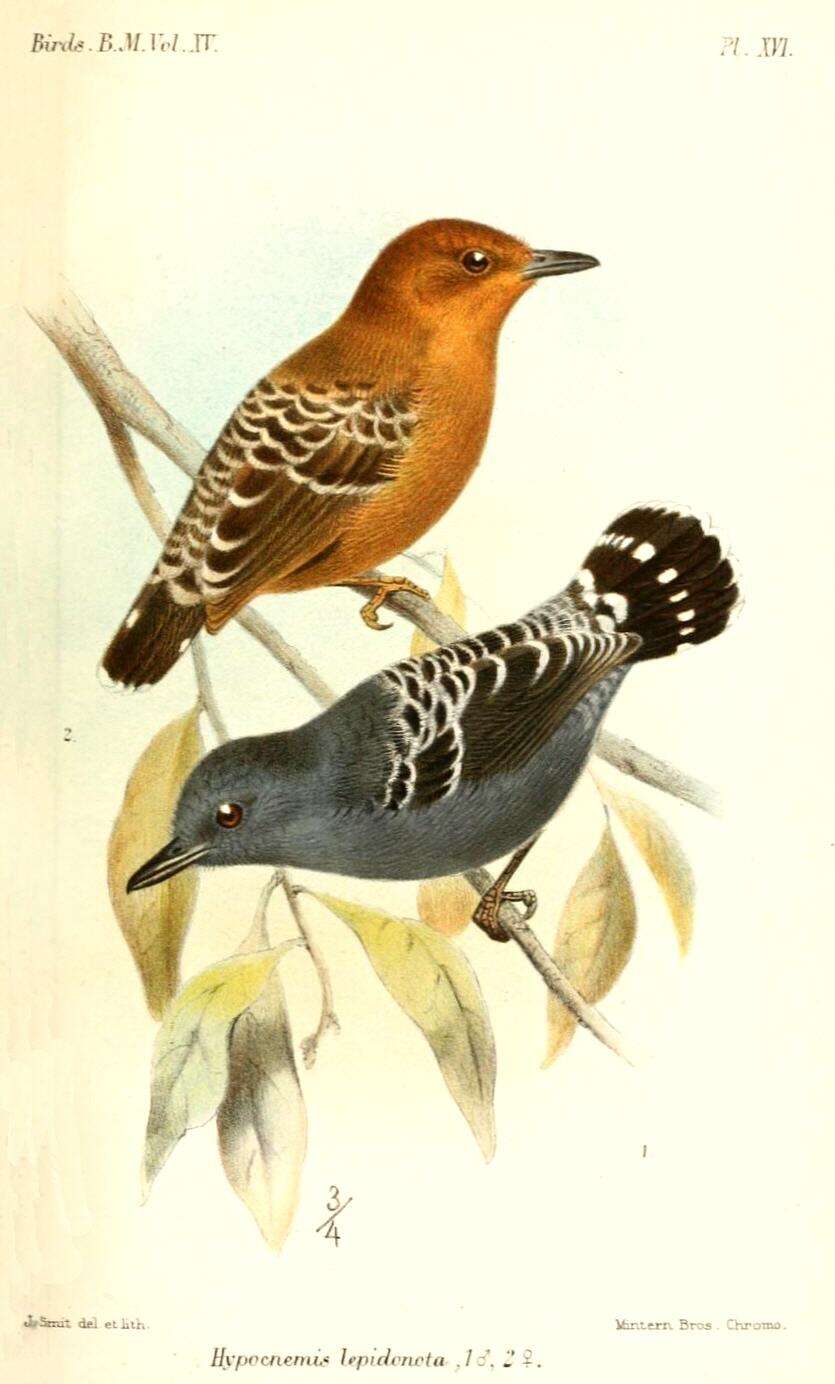 Image of Common Scale-backed Antbird