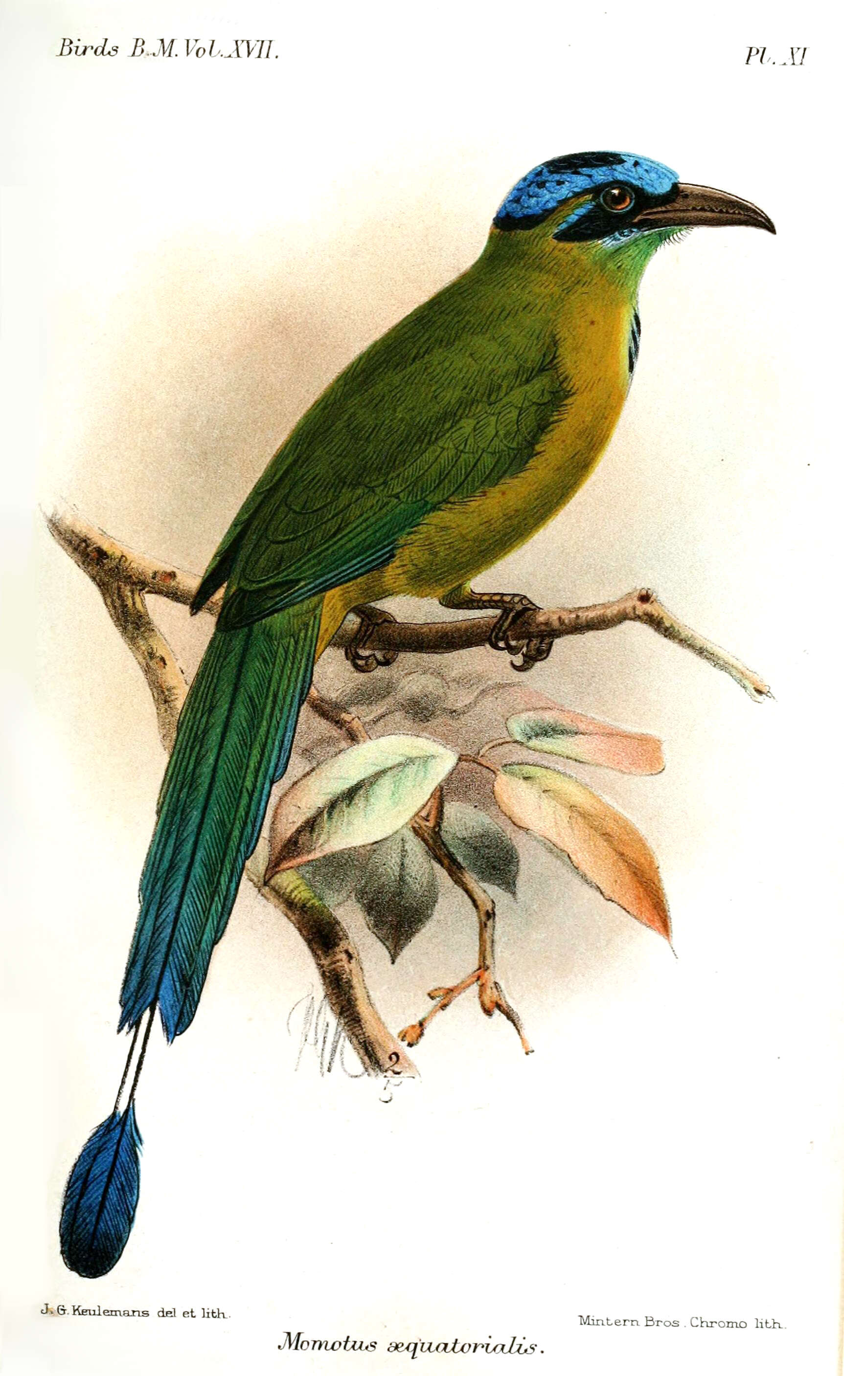 Image of Andean Motmot