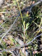 Image of Darwinia biflora (Cheel) B. G. Briggs