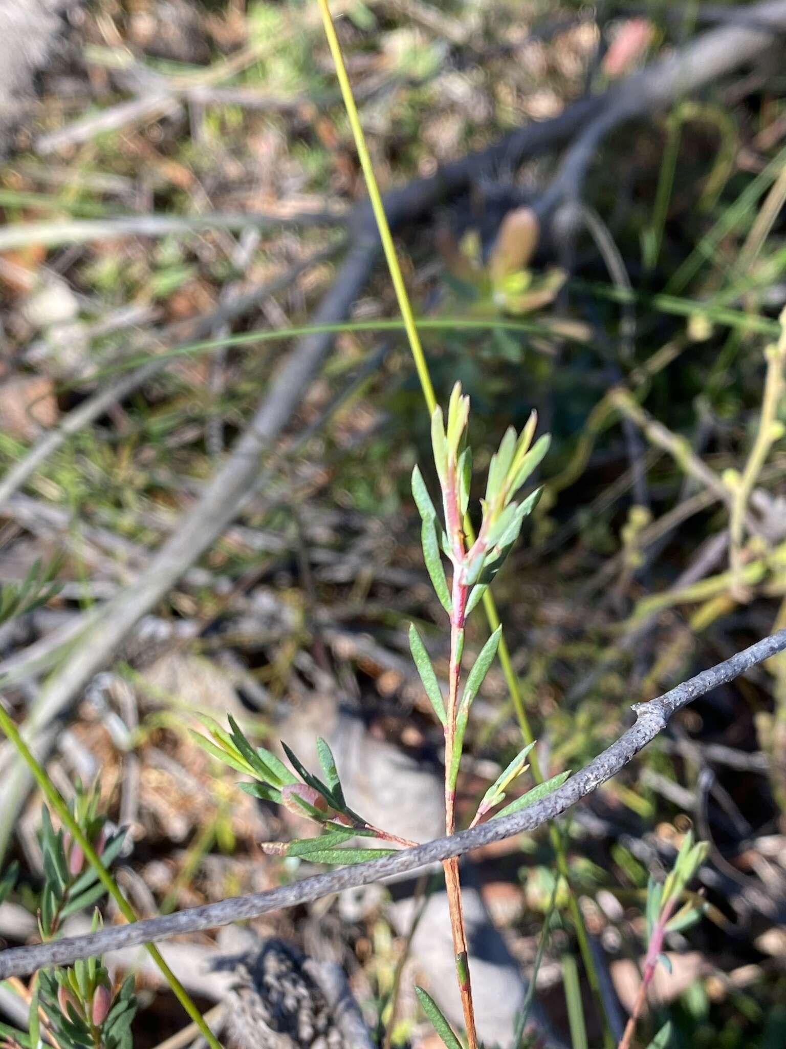 Image of Darwinia biflora (Cheel) B. G. Briggs