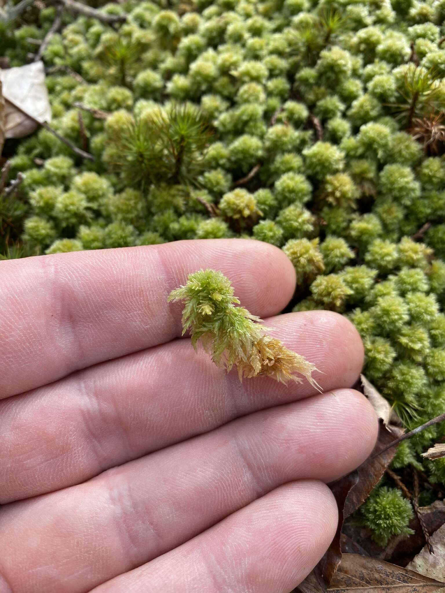 Image of Low sphagnum moss