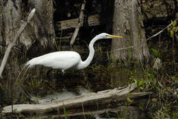 Image of Great Egret