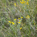 Image de Helichrysum decorum DC.