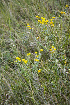 Plancia ëd Helichrysum decorum DC.