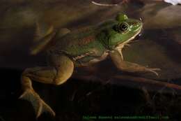 Image of Indian bullfrog