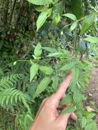 Image of Clematis tamurae T. Y. A. Yang & T. C. Huang