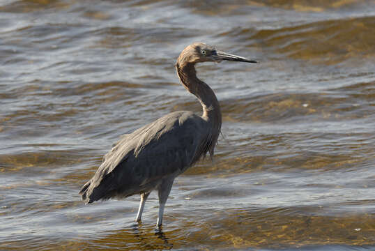 Image of Reddish Egret