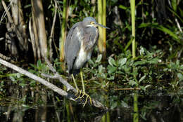 Image de Aigrette tricolore