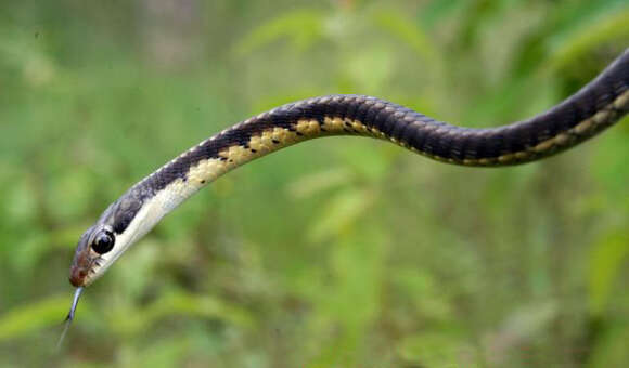 Image of Daudin's bronzeback