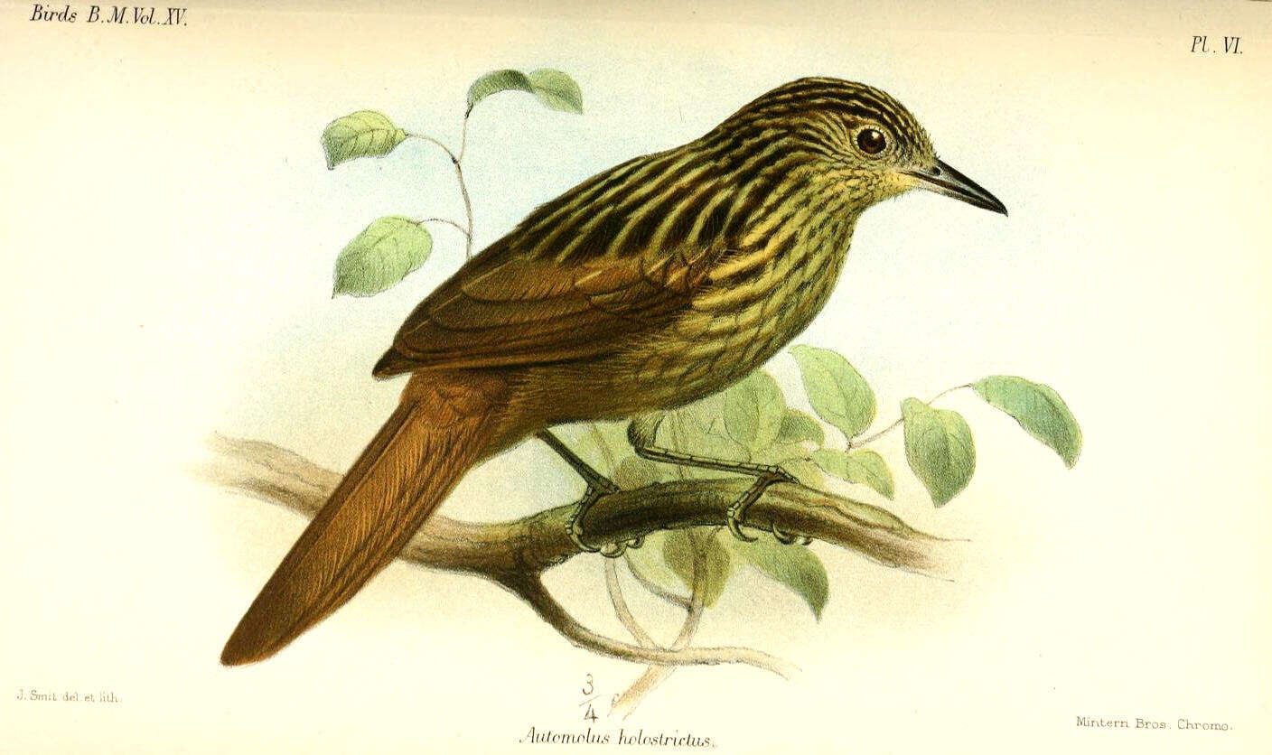 Image of ovenbirds