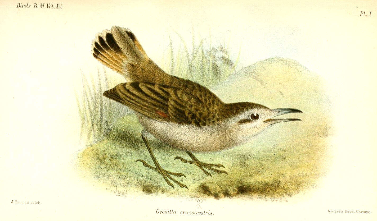 Image of Geositta Swainson 1837