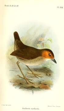 Image of antpittas