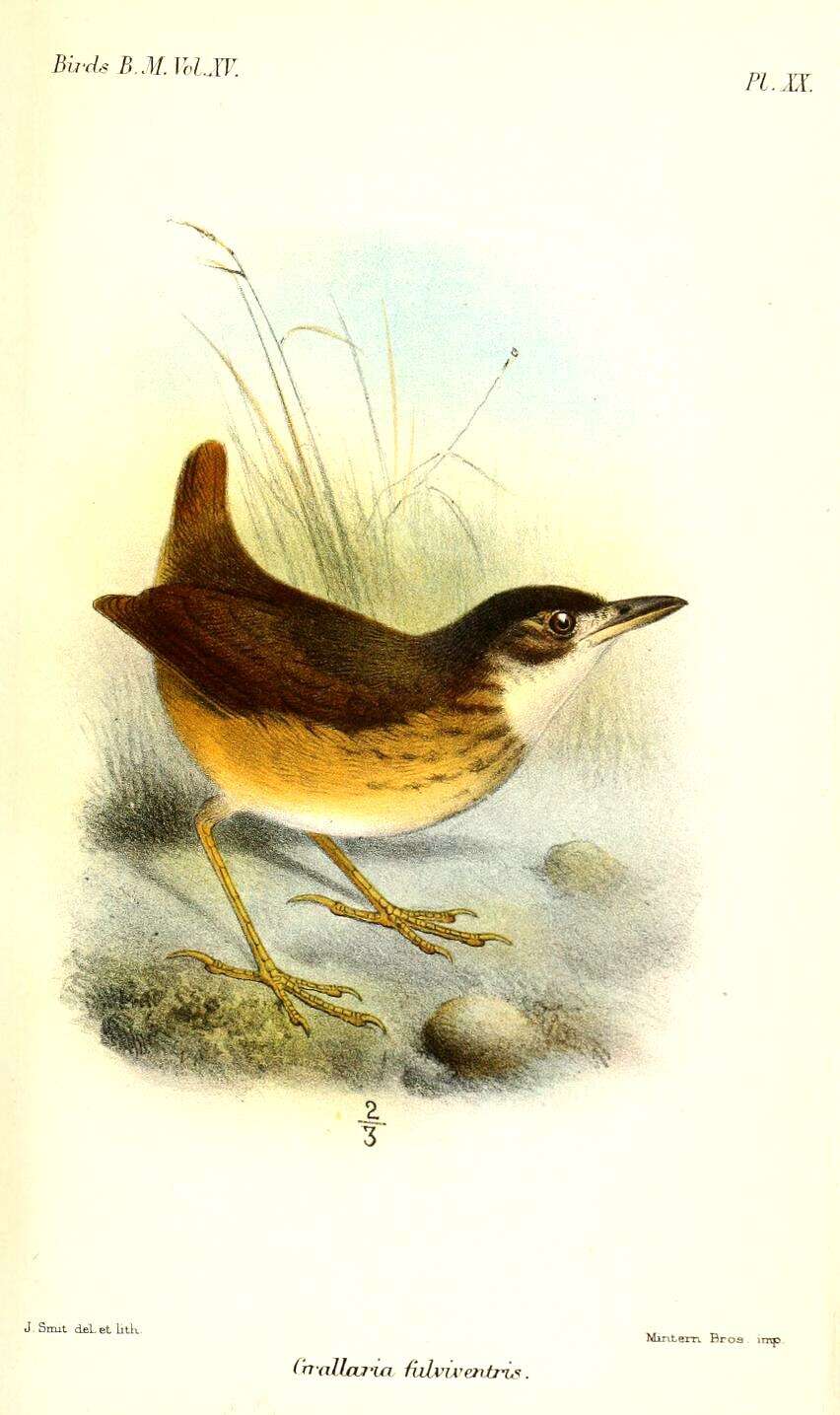 Image of antpittas