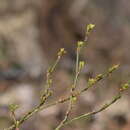 Hippocrepis emerus subsp. emerus resmi