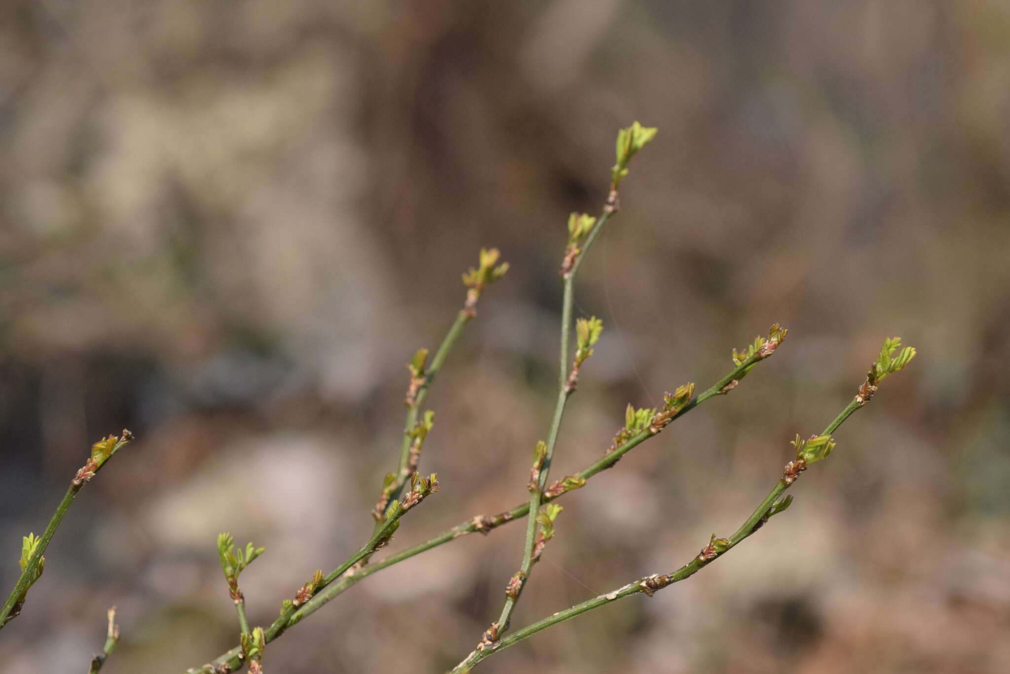 Image of scorpion senna