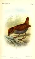 Image of Bicolored Antpitta