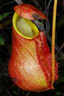 Image of Madagascar pitcher plant