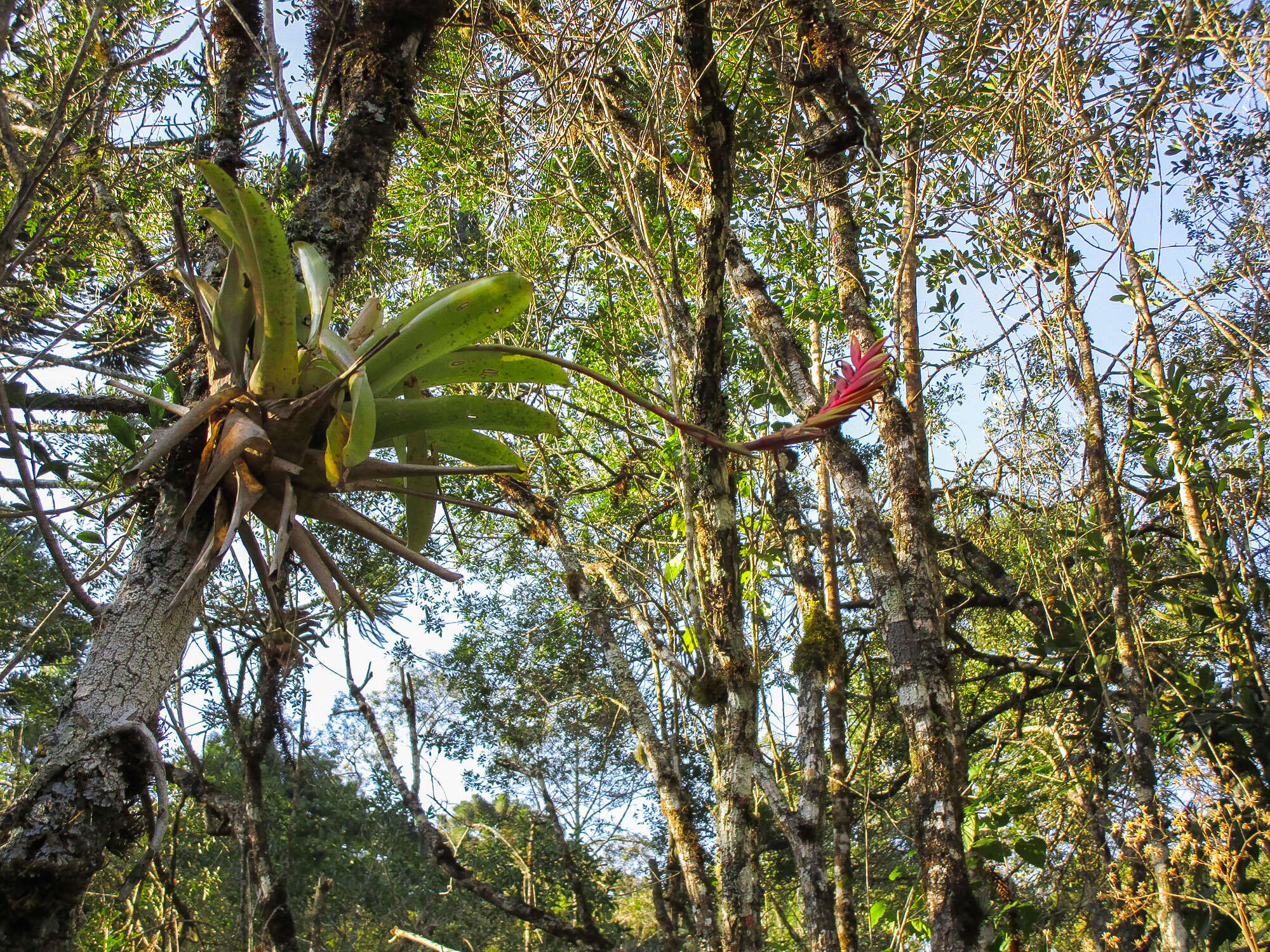 Image of Vriesea interrogatoria L. B. Sm.