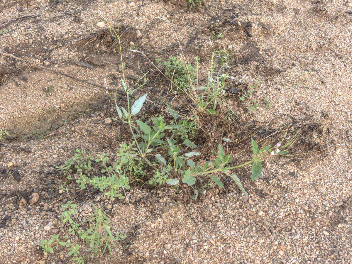 Imagem de Boerhavia coulteri (Hook. fil.) S. Wats.