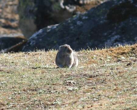 Image of Large-eared Pika