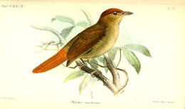 Image of Chestnut-crowned Foliage-gleaner