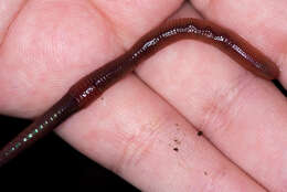 Image of red earthworm
