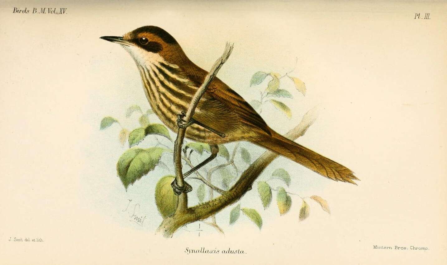 Image of ovenbirds