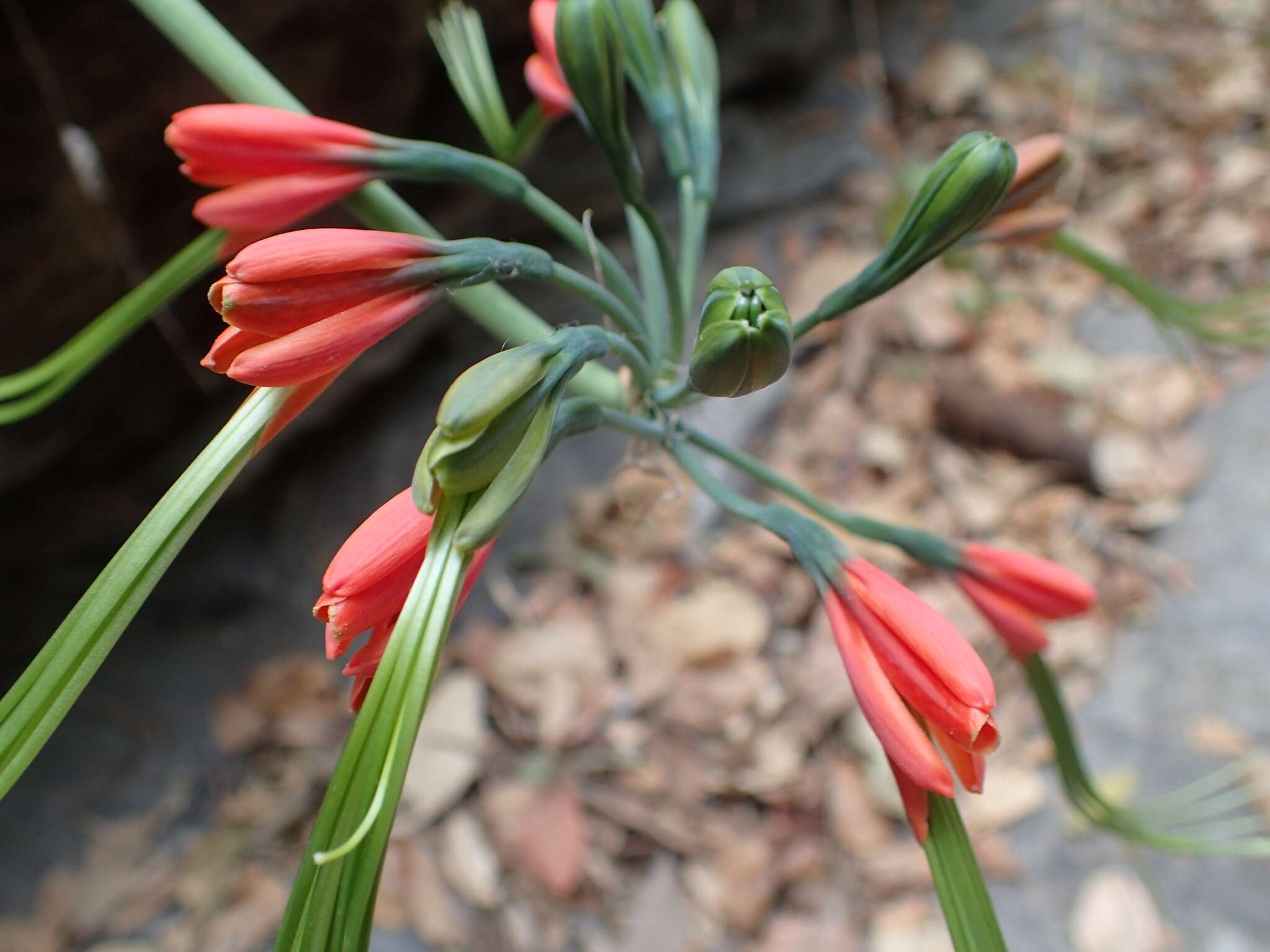 Image of Eucrosia eucrosioides (Herb.) Pax