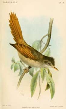 Image of ovenbirds