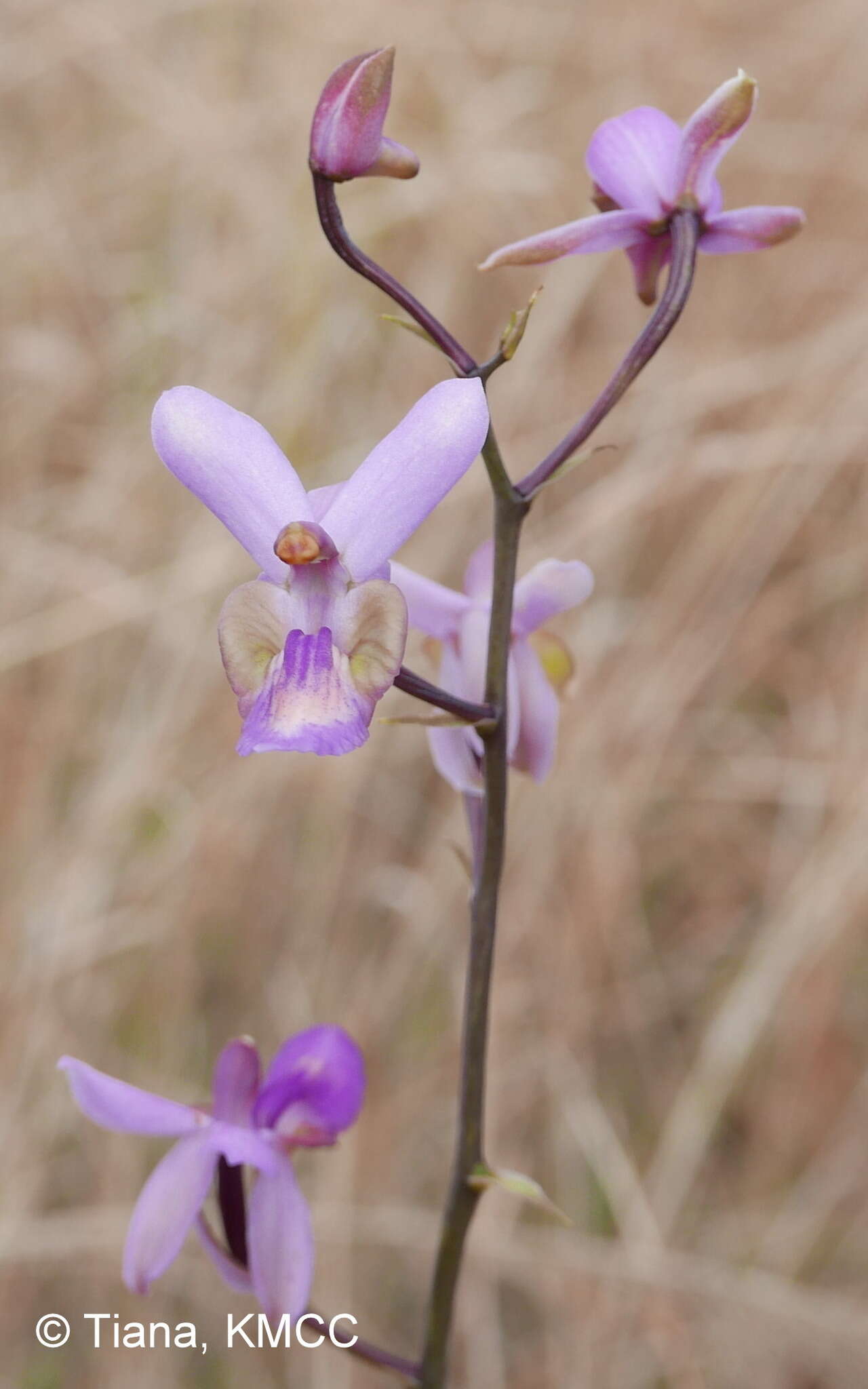 Image of Eulophia livingstoneana (Rchb. fil.) Summerh.