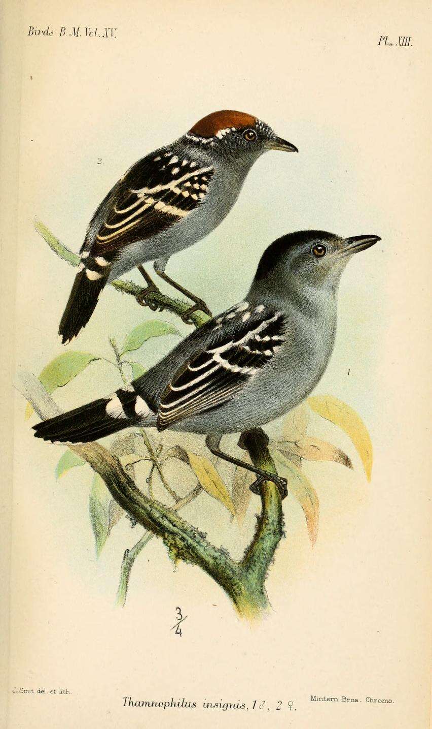 Image of Streak-backed Antshrike