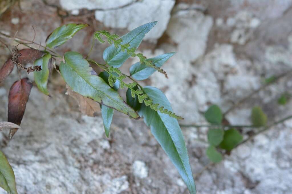 Image of Anemia speciosa Presl