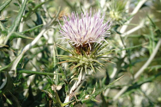 Sivun Lamyropsis sinuata (Trautv.) Dittrich kuva