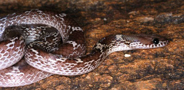 Image of Common Wolf Snake