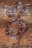 Image of Common Wolf Snake