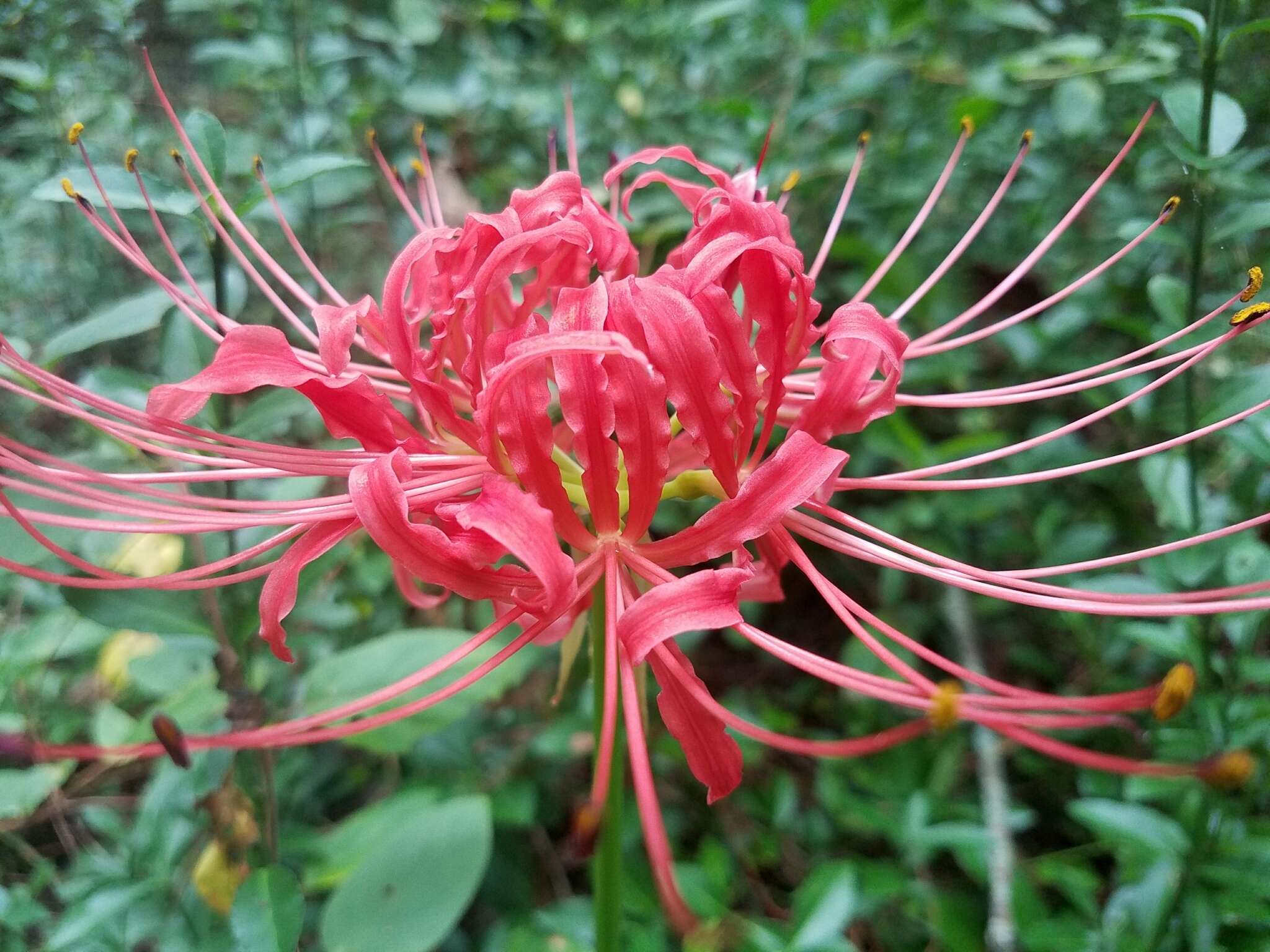 Image of lycoris