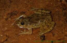 Image of Indian Skipper Frog